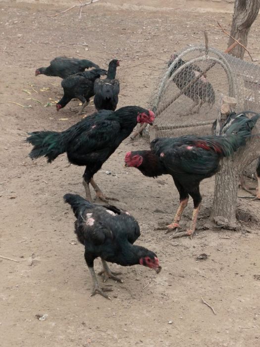 Дакан тауық сатылады