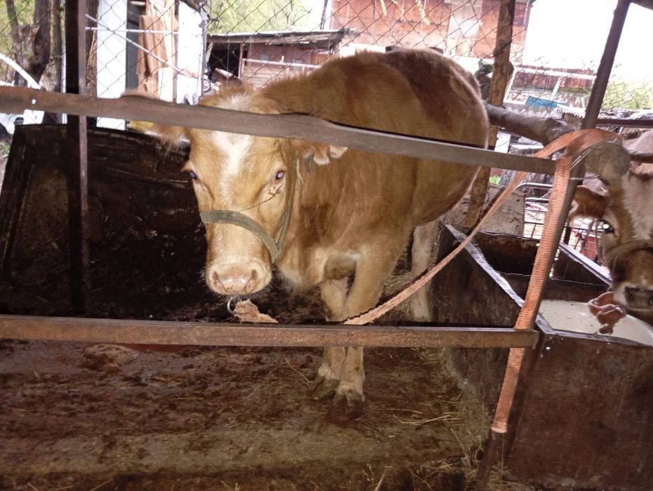 1.5жасар ургаши семыз 480000 саудасы бар