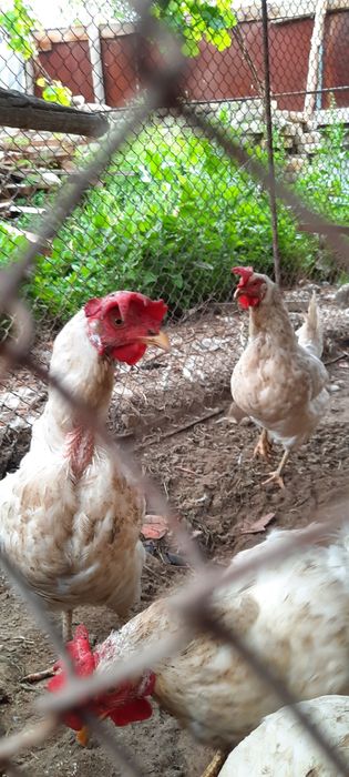 Tovuqlar sotiladi ?Товуклар сотилади