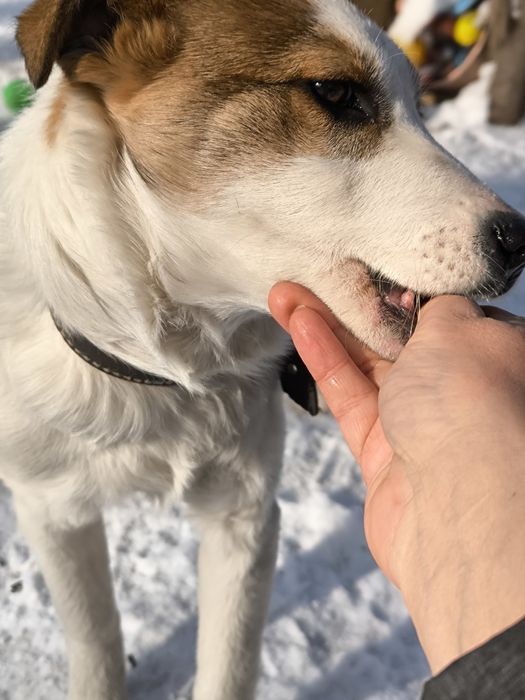 Щенка в добрые руки