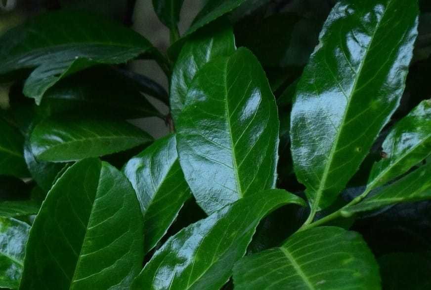 Prunus Laurocerasus Rotundifolia, Novita / Laur englezesc /