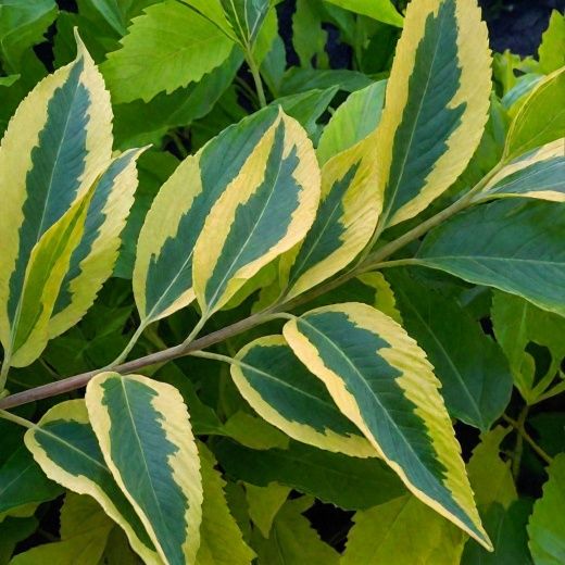 Форзиция пестролистный саженец