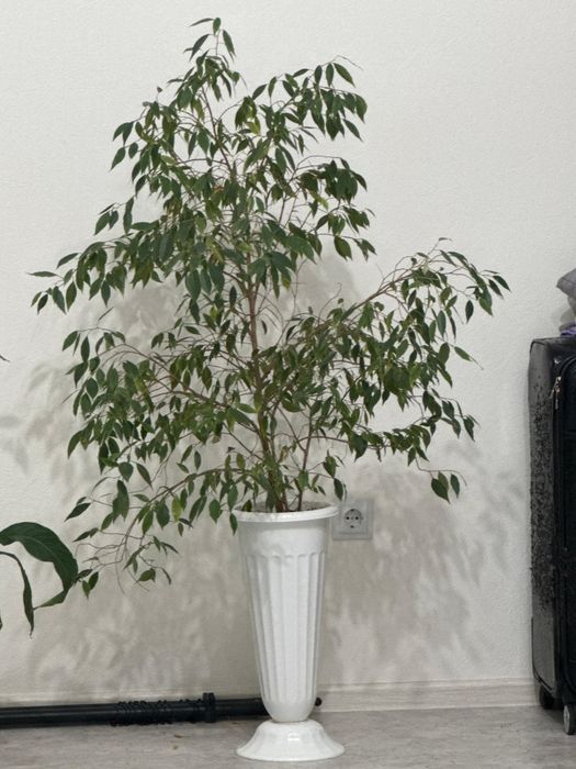 Фикус Бенджамина.Дерево