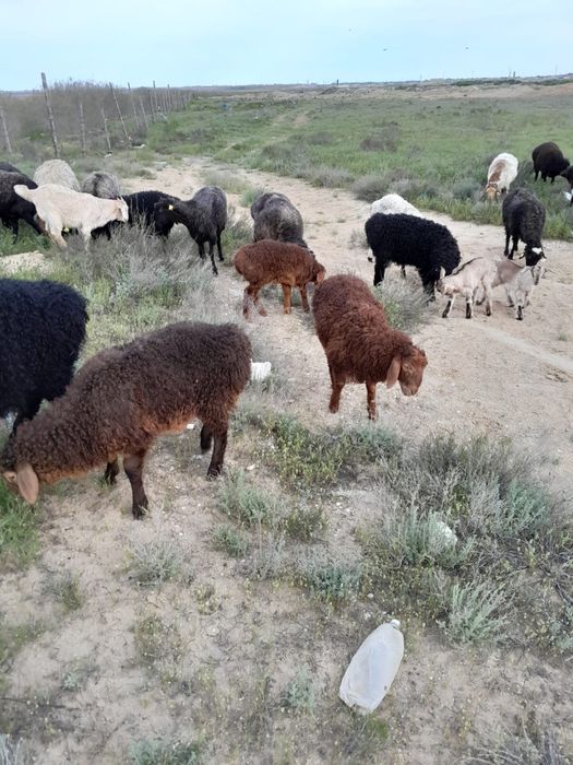 Марқа Қозы- лар  сатылады