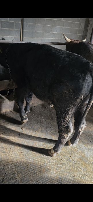 Продам быка 2 года !