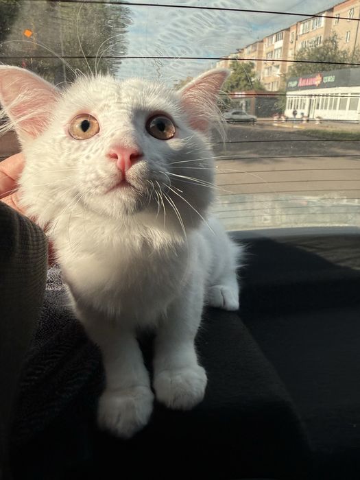 Котик бесплатно