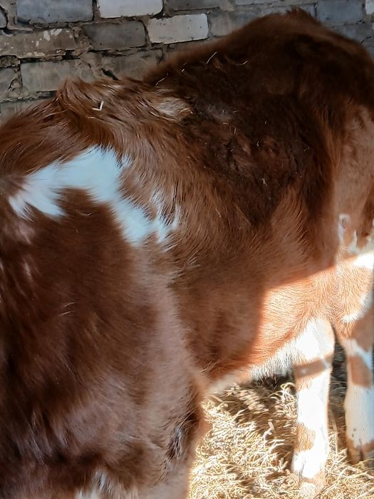 Продам на мясо телочку