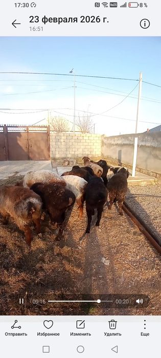 Қозы қошқар сатылады