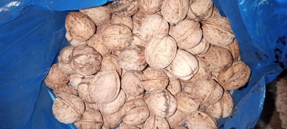 Орехи грецкие продам.
