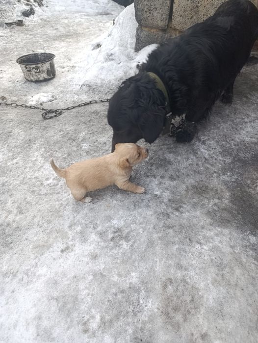 Щенок красивый .