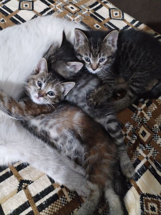 Котята в хорошие руки