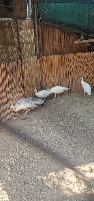 Vand pauni maturi si pui