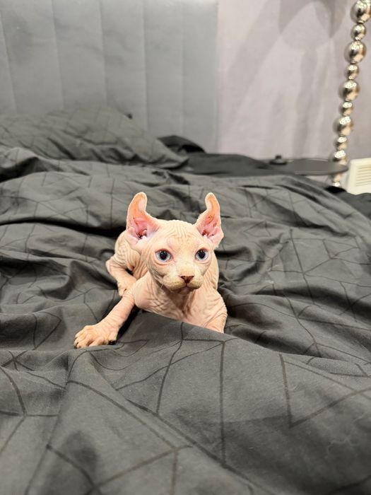 Очаровашки сфинксы бамбино и эльф