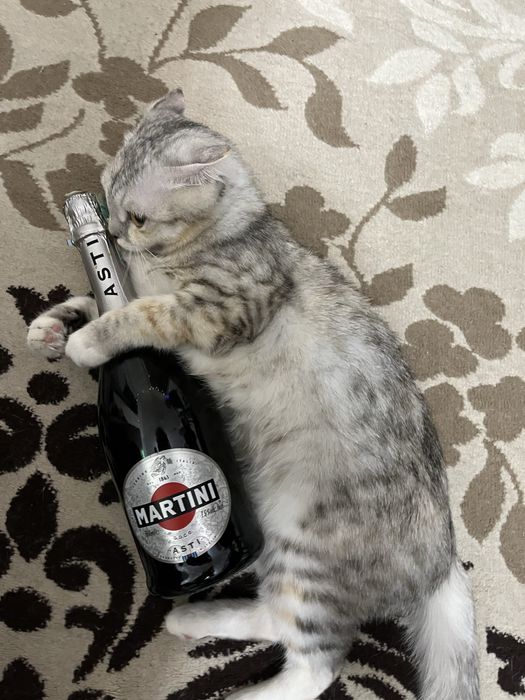 Отдам кошку в хорошие руки