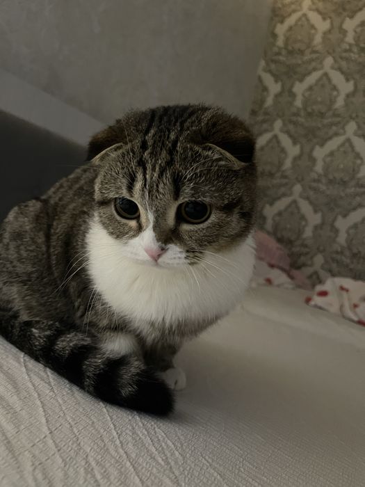 Шотландская вислоухая