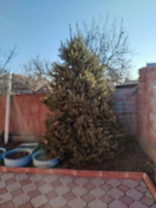 Ель горный, самовывоз