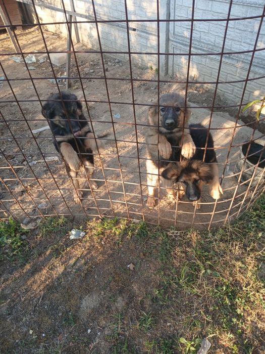 Donez pui metis ciobanesc german si rottweiler