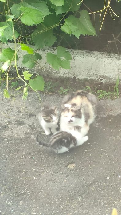 Котята в добрые руки!
