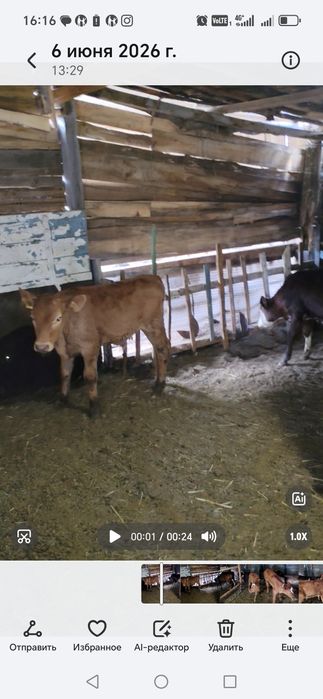 Продам телят бычков 5 штук 2-3 месячные