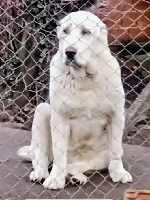 Средноазиатска овчарка