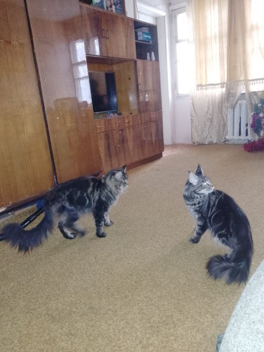 Мей кун вязка на котёнка