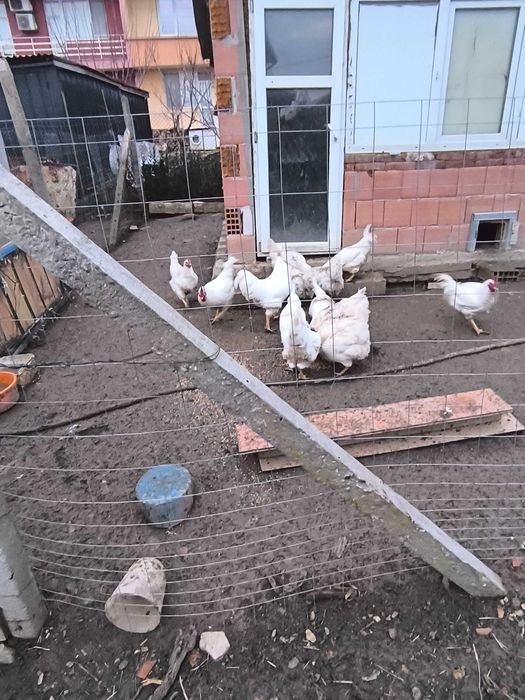 Яйца от бял плимутрок