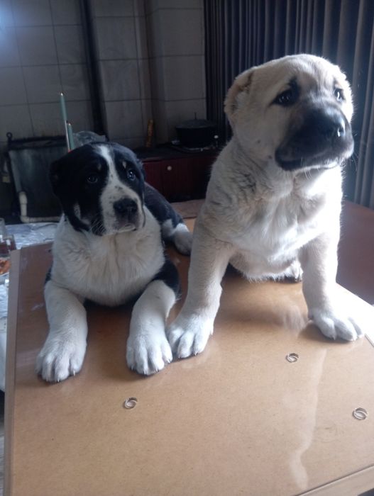 САО Алабай Караганда