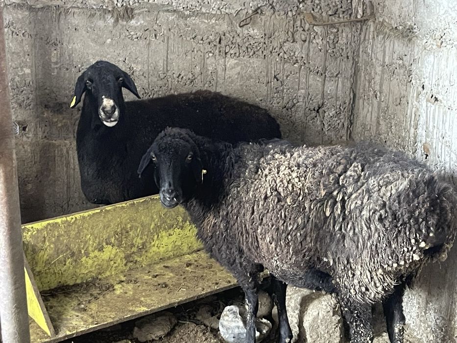 6 бас Бордақы саулық қойлар Семіз