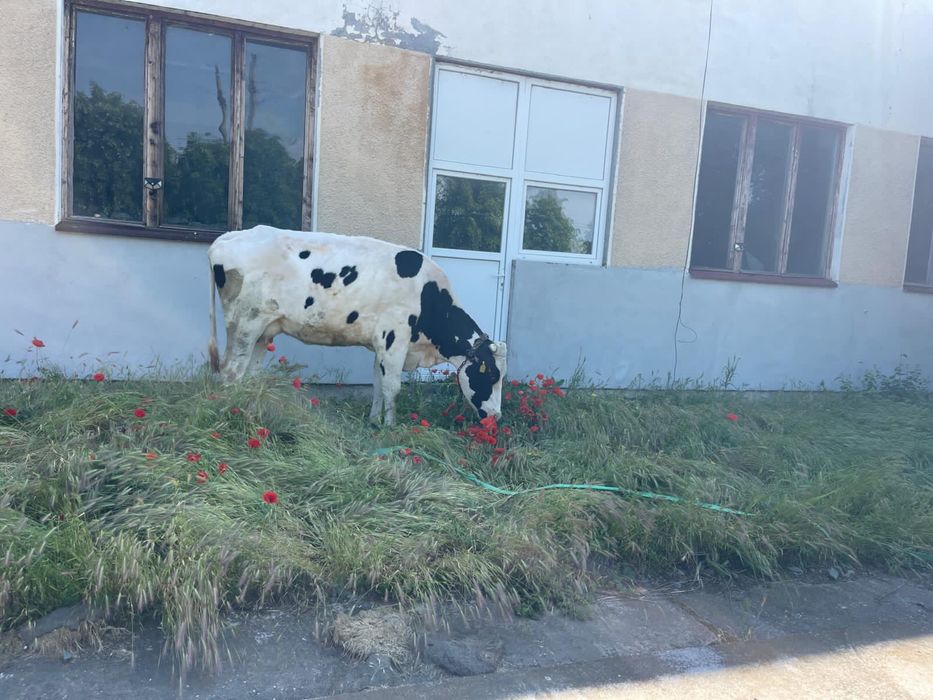 Vaca cu lapte de vanzare
