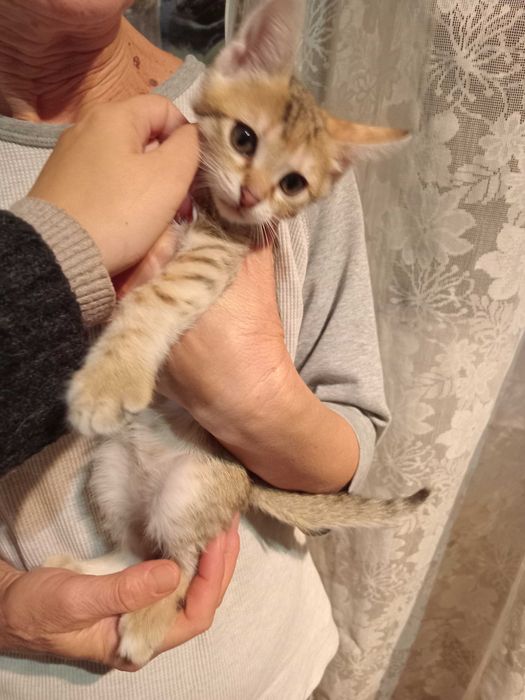 Подарявам котенца