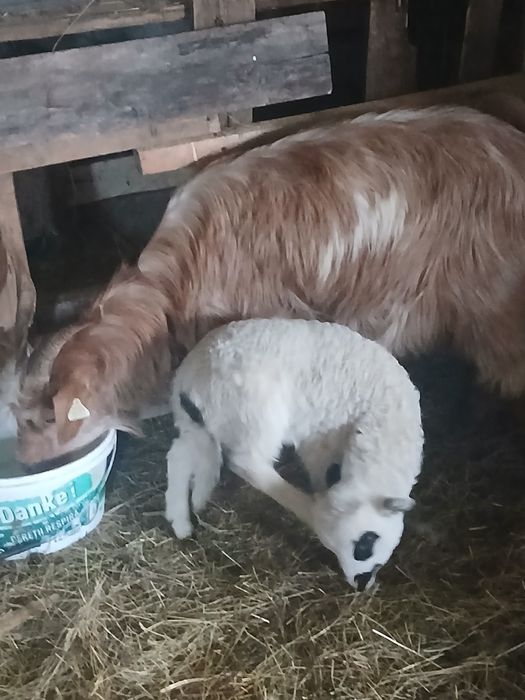 vând capre tinere cu miel si ied după ele!