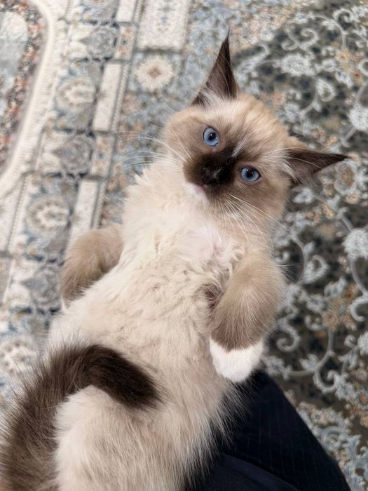 Продаётся Регдолл котёнок!!!