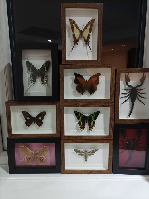 Пеперуди в рамка