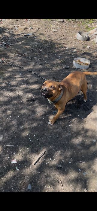 питбуль девочка беременная возрасть 2.5