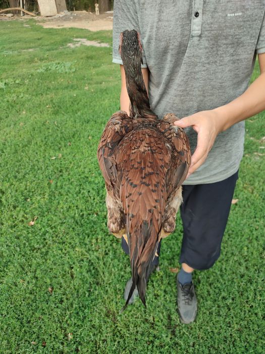 Дакан о шамо сатылады продам