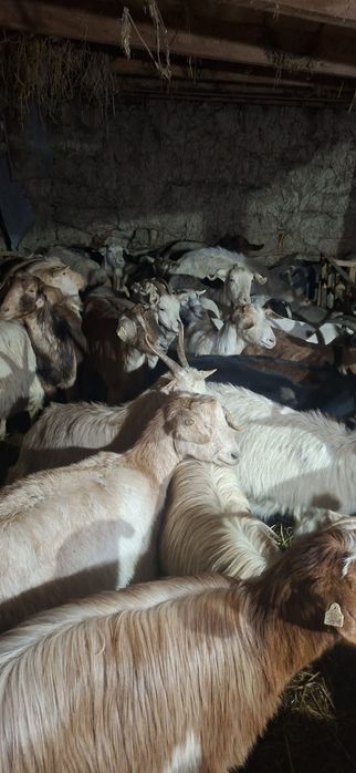 Vând capre fatate și gestante.