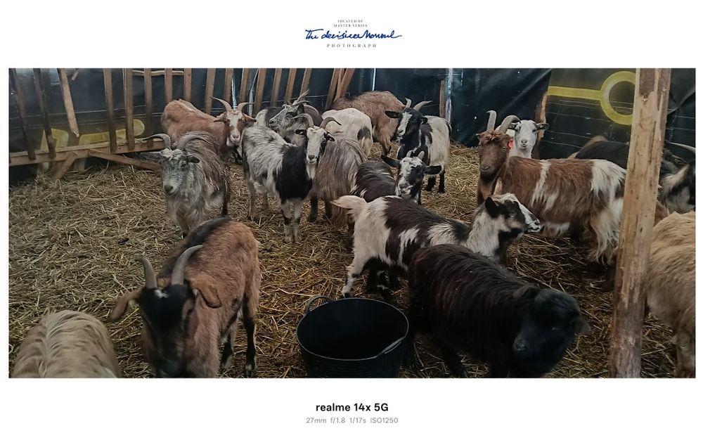 Vând capre gestante