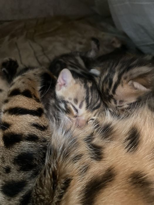 Бенгальские котята