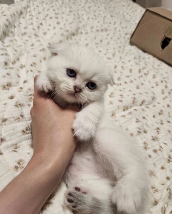 Шотланский вислоухий котенок