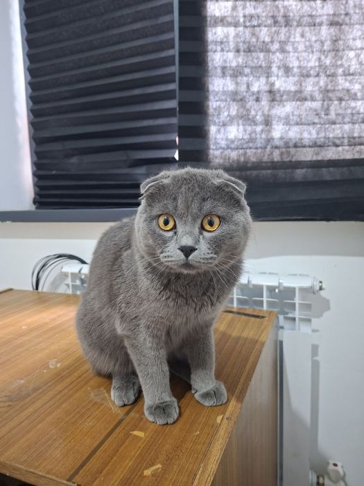 Срочно Продаётся  коты  скотиш