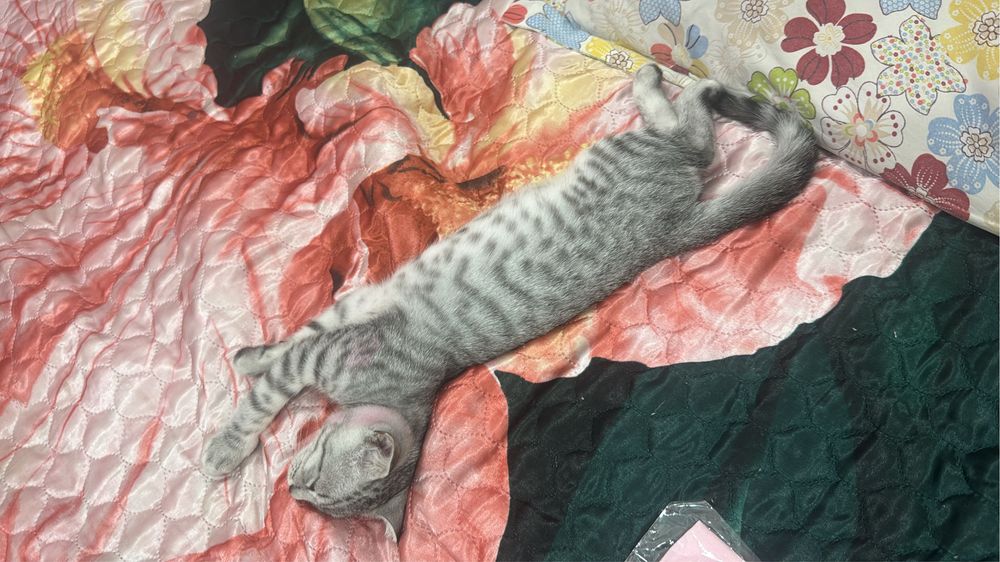 Продам породистого котенка