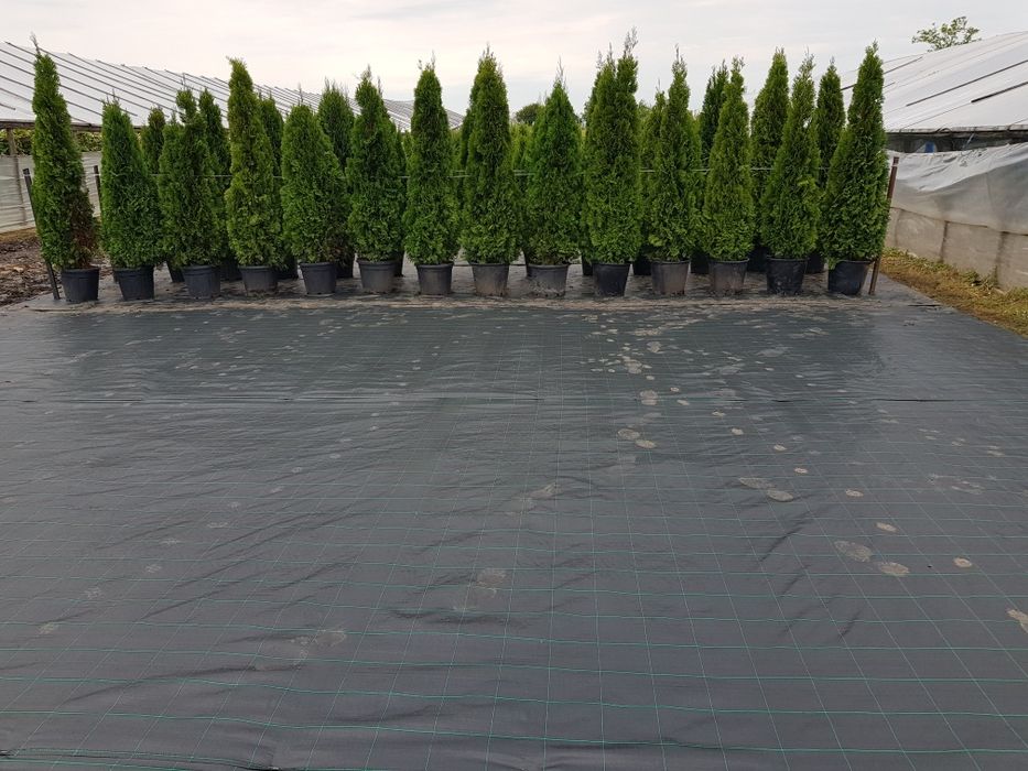 Tuia smarald la ghiveci