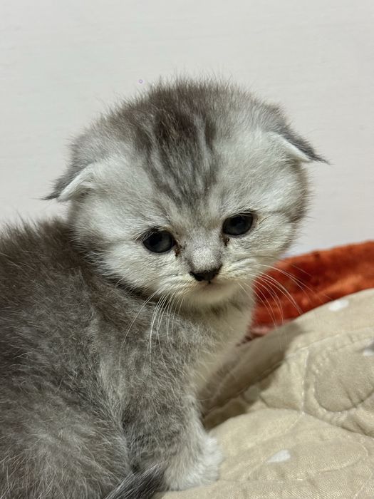 Продаются породистые котята