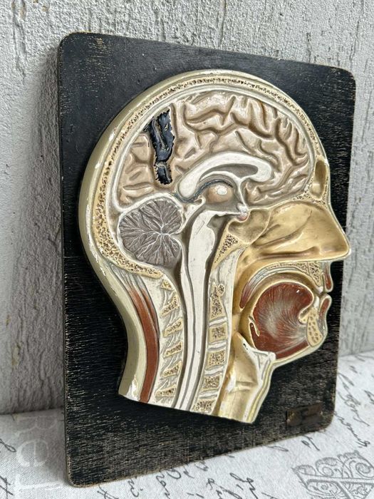 Соц Анатомичен Модел на Човешки Череп