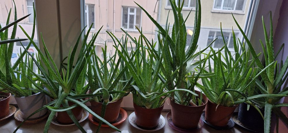 Алое вера в саксия