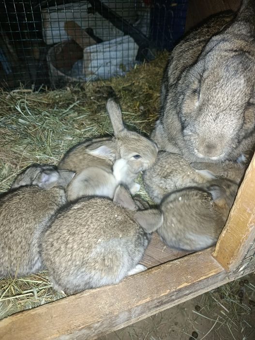 velikan bollari sotuvda