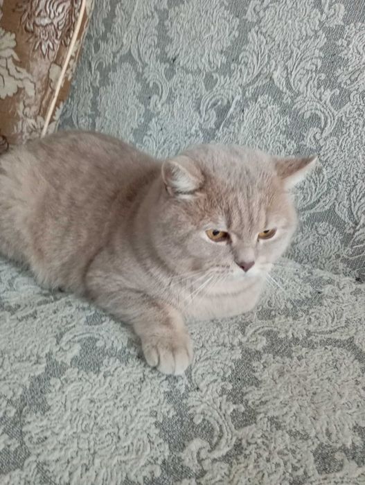 Отдам котика  британец