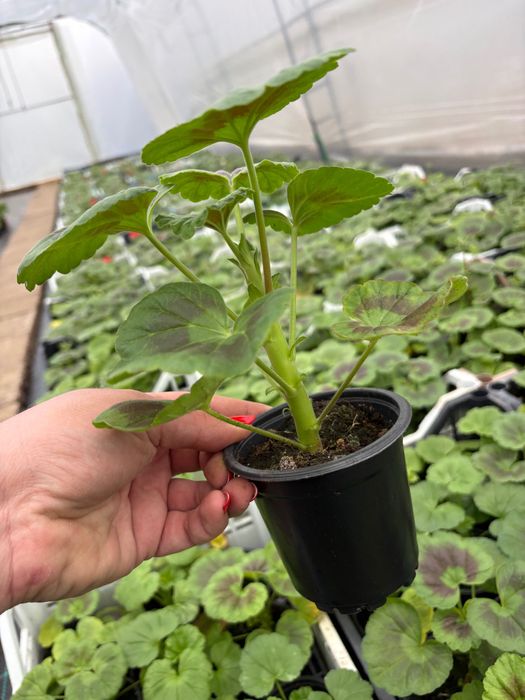 Мушкато за балкон, градина и саксии – свежи и здрави растения