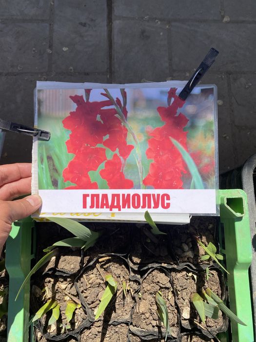 Декороиивные деревья