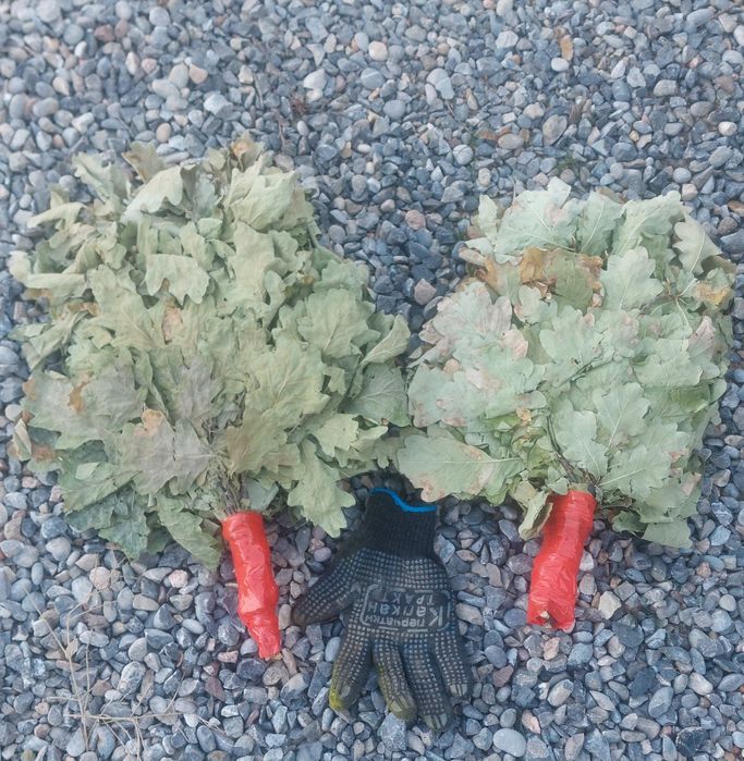 Веник    дубовый